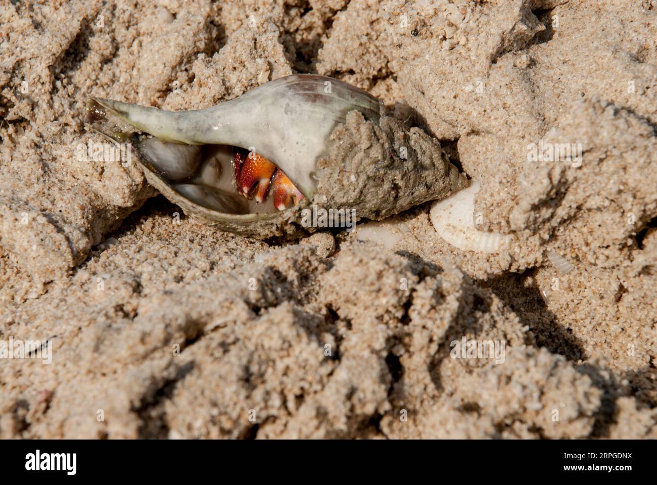 Un crabe ermite niché dans sa coquille sur le sable. Banque D'Images