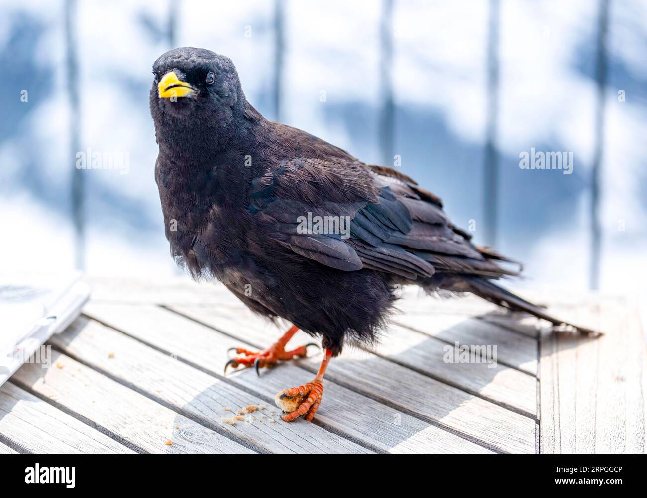La crique alpine (Pyrrrhocorax graculus), crête du Gornergrat, Zermatt, Canton du Valais, Suisse. Banque D'Images