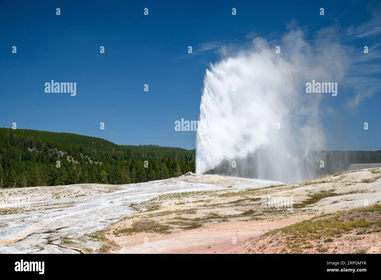 Old Faithful Geyser en éruption dans le parc national de Yellowstone Banque D'Images