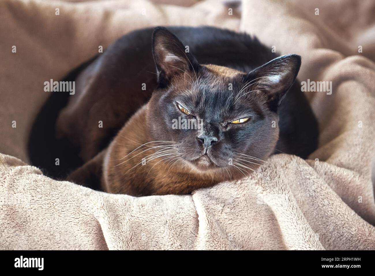 Chat birman allongé dans un panier. Vue de dessus. Banque D'Images