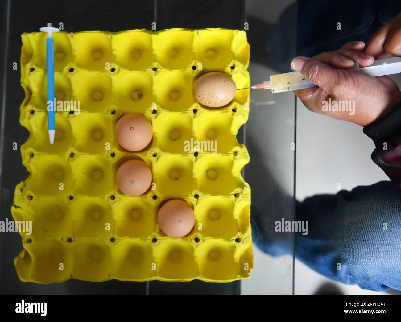 191028 -- LE AN, 28 octobre 2019 -- Zou Zhaoqing utilise un tube d'aiguille pour extraire l'albumine avant de réaliser des travaux de sculpture d'œufs dans le comté de le an, dans la province de Jiangxi dans l'est de la Chine, le 28 octobre 2019. Zou, héritier du patrimoine culturel immatériel provincial du Jiangxi, le an Egg sculpting , se consacre à cette forme d art depuis 16 ans avec des œuvres mettant en vedette le folklore, les portraits et les paysages naturels. CHINE-JIANGXI-PATRIMOINE CULTUREL IMMATÉRIEL-SCULPTURE D'OEUFS CN HUXCHENHUAN PUBLICATIONXNOTXINXCHN Banque D'Images