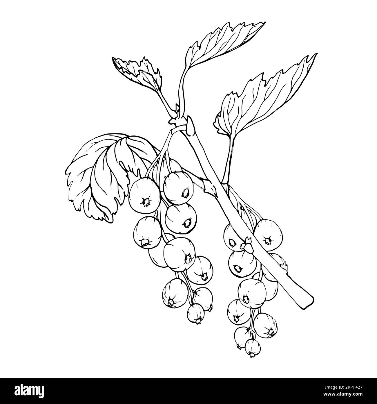 Baies de groseilles rouges isolées sur fond blanc. Illustration botanique vectorielle dessinée à la main. Clip art croquis de branches de baies. Fruit d'été gravé styl Illustration de Vecteur