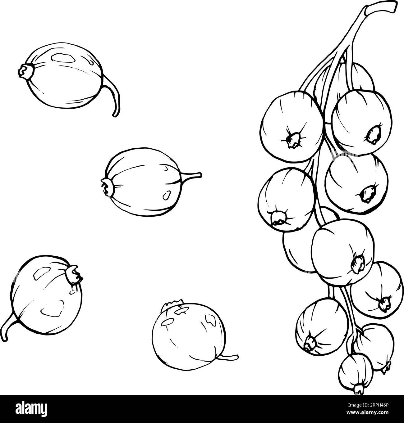 Baies de groseilles rouges isolées sur fond blanc. Illustration botanique vectorielle dessinée à la main. Clip art croquis de branches de baies. Fruit d'été gravé styl Illustration de Vecteur