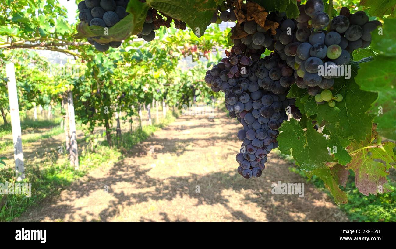 Raisin de vigne bleu dans le vignoble. Cabernet Franc raisin pour faire du vin rouge dans la récolte. Vue détaillée d'une vigne gelée dans un vignoble dans Banque D'Images