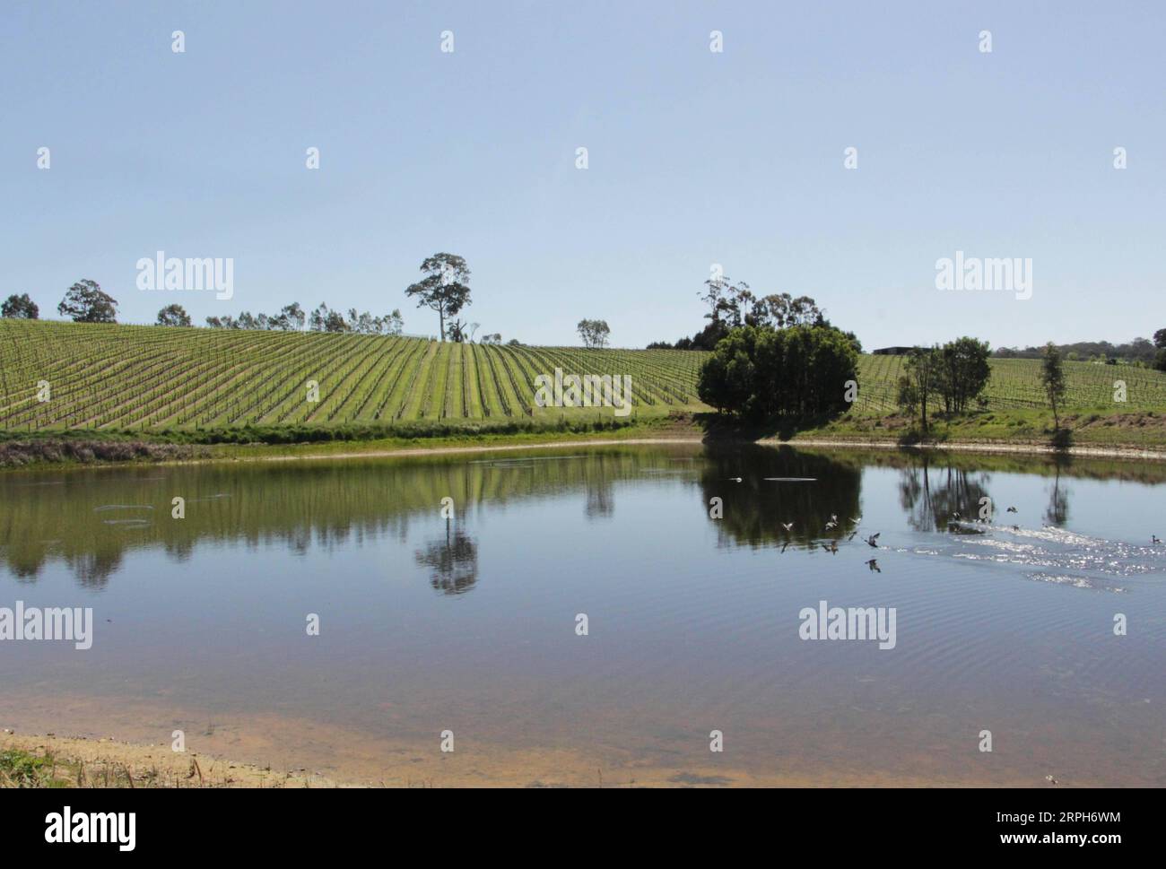 191031 -- ADÉLAÏDE, 31 octobre 2019 -- la photo prise le 23 octobre 2019 montre un vignoble du groupe Nova Vita à Adélaïde, Australie du Sud. Alors que la première China International Import Expo CIIE l'année dernière lui a apporté un succès retentissant , le directeur général du groupe Nova Vita en Australie du Sud Mark Kozned s'attendait à voir plus de réalisations à la deuxième CIIE. La société lancera sa boutique sur le site de vente au détail en ligne en Chine JD.com. AUSTRALIE-ADÉLAÏDE-WINEMAKER-CIIE BaixXu PUBLICATIONxNOTxINxCHN Banque D'Images