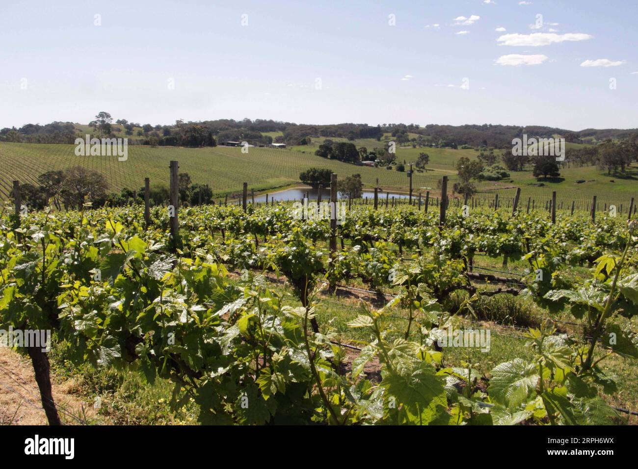 191031 -- ADÉLAÏDE, 31 octobre 2019 -- la photo prise le 23 octobre 2019 montre un vignoble du groupe Nova Vita à Adélaïde, Australie du Sud. Alors que la première China International Import Expo CIIE l'année dernière lui a apporté un succès retentissant , le directeur général du groupe Nova Vita en Australie du Sud Mark Kozned s'attendait à voir plus de réalisations à la deuxième CIIE. La société lancera sa boutique sur le site de vente au détail en ligne en Chine JD.com. AUSTRALIE-ADÉLAÏDE-WINEMAKER-CIIE BaixXu PUBLICATIONxNOTxINxCHN Banque D'Images