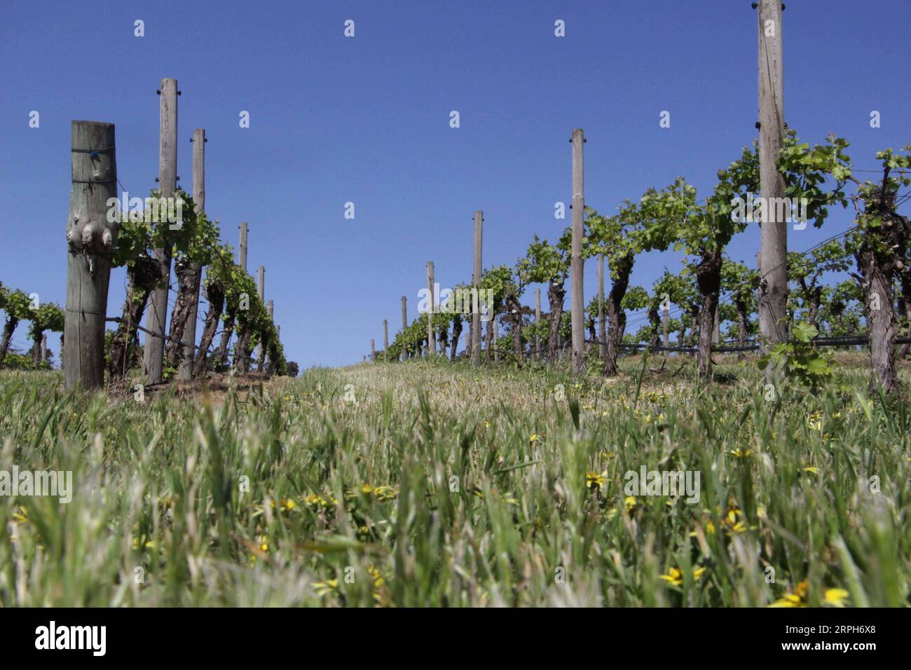 191031 -- ADÉLAÏDE, 31 octobre 2019 -- la photo prise le 23 octobre 2019 montre un vignoble du groupe Nova Vita à Adélaïde, Australie du Sud. Alors que la première China International Import Expo CIIE l'année dernière lui a apporté un succès retentissant , le directeur général du groupe Nova Vita en Australie du Sud Mark Kozned s'attendait à voir plus de réalisations à la deuxième CIIE. La société lancera sa boutique sur le site de vente au détail en ligne en Chine JD.com. AUSTRALIE-ADÉLAÏDE-WINEMAKER-CIIE BaixXu PUBLICATIONxNOTxINxCHN Banque D'Images