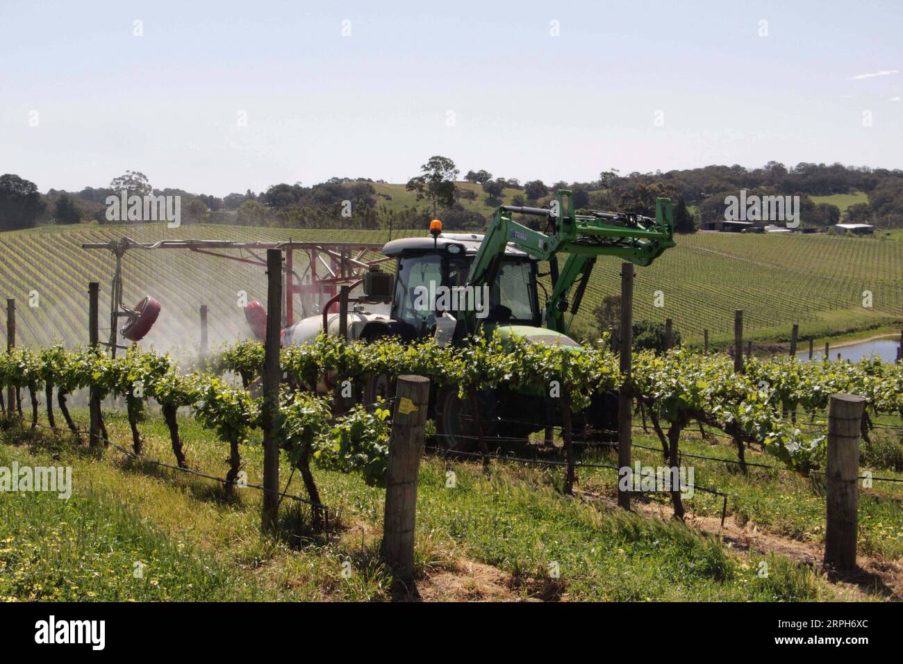 191031 -- ADÉLAÏDE, le 31 octobre 2019 -- des travailleurs pulvérisent du pesticide dans un vignoble du groupe Nova Vita à Adélaïde, Australie-Méridionale, le 23 octobre 2019. Alors que la première China International Import Expo CIIE l'année dernière lui a apporté un succès retentissant , le directeur général du groupe Nova Vita en Australie du Sud Mark Kozned s'attendait à voir plus de réalisations à la deuxième CIIE. La société lancera sa boutique sur le site de vente au détail en ligne en Chine JD.com. AUSTRALIE-ADÉLAÏDE-WINEMAKER-CIIE BaixXu PUBLICATIONxNOTxINxCHN Banque D'Images