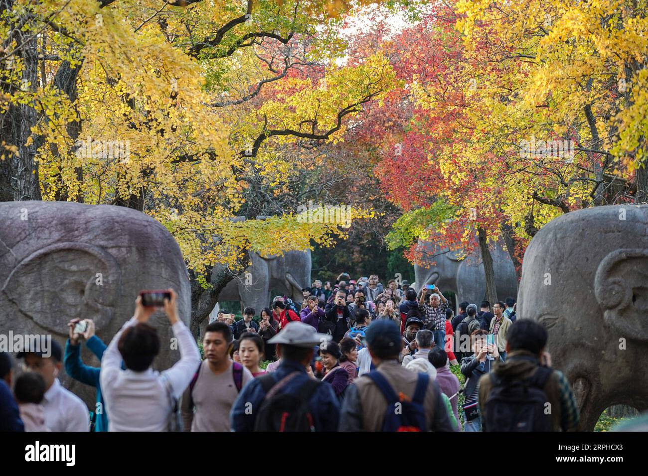 191105 -- NANJING, le 5 novembre 2019 -- les gens visitent le mausolée impérial Xiaoling, le lieu de sépulture de l'empereur fondateur de la dynastie Ming en 1368-1644, Zhu Yuanzhang, à Nanjing, capitale de la province du Jiangsu de l'est de la Chine, le 5 novembre 2019. CHINE-NANJING-AUTOMNE-XIAOLING MAUSOLÉE-PAYSAGE CN LIXBO PUBLICATIONXNOTXINXCHN Banque D'Images