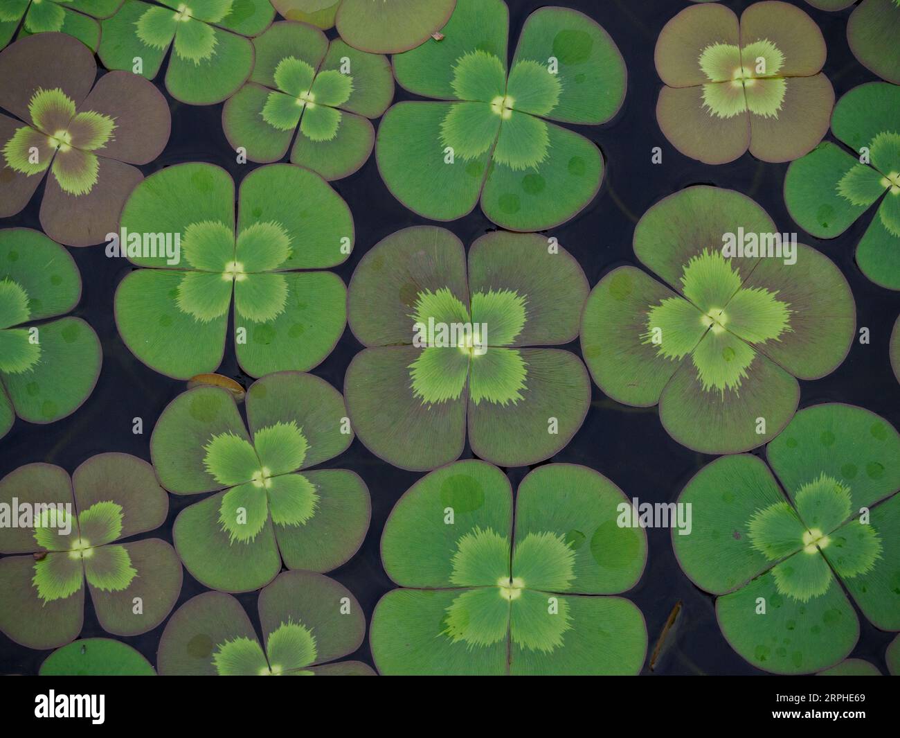 Trèfle à quatre feuilles (Marsilea mutica), jardin botanique de Meadowlark, Virginie Banque D'Images