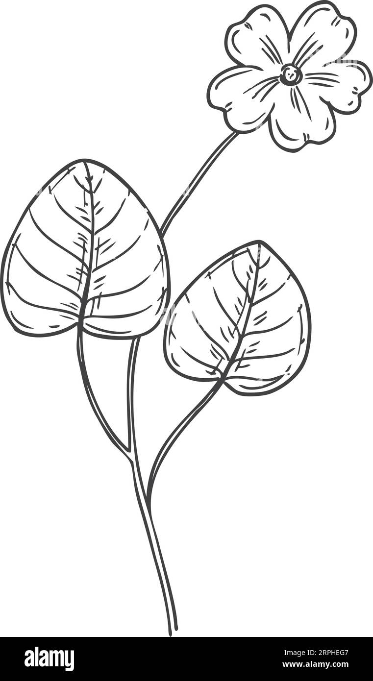 Dessin de fleur violette. Croquis de plante de prairie sauvage Illustration de Vecteur