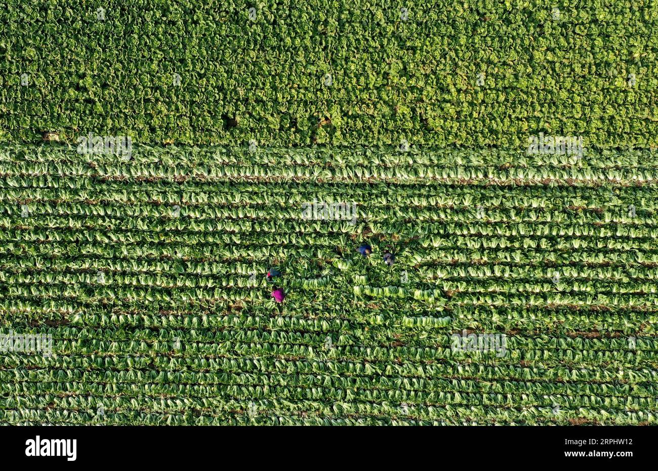 191118 -- SHIJIAZHUANG, le 18 novembre 2019 -- une photo aérienne prise le 18 novembre 2019 montre des agriculteurs récoltant des choux chinois dans un champ du village de Xujiahecao de la ville de Xiaomazhuang à Luanzhou, dans la province du Hebei, dans le nord de la Chine. Ces dernières années, la ville de Xiaomazhuang a optimisé la structure croissante de l'industrie agricole, ce qui inclut la promotion de la culture de légumes, visant à augmenter les revenus des agriculteurs. Selon les autorités locales, la zone de culture de légumes dans la ville couvre plus de 1 333 hectares avec une valeur de production annuelle de 350 millions de yuans environ 50 millions de dollars américains. CHINE-HEBEI-LUANZHOU-LÉGUME Banque D'Images