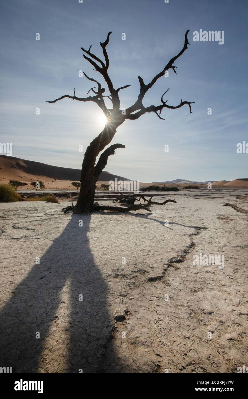 Une étoile éclate de lumière du soleil traverse un camélis mort à Deadvlei, Sossusvlei, Namibie. Banque D'Images Une étoile éclate de lumière du soleil traverse un camélis mort à Deadvlei, Sossusvlei, Namibie. Banque D'Images