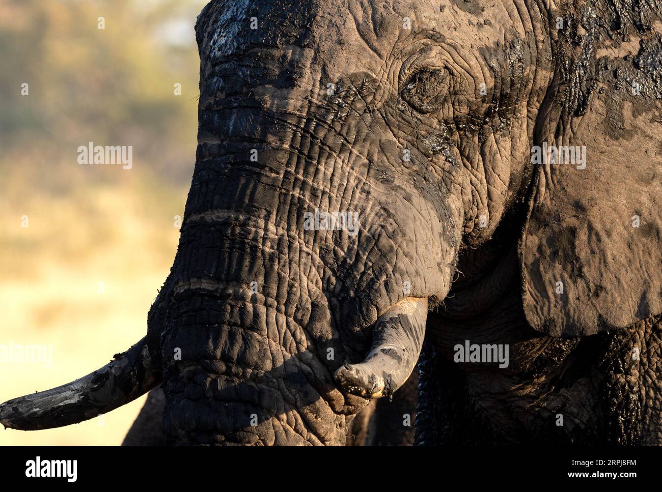 Gros plan d'un gros taureau éléphant d'Afrique dans la belle lumière de l'après-midi. La lumière de l'après-midi crée un contraste sur la peau dure et dure des éléphants Banque D'Images