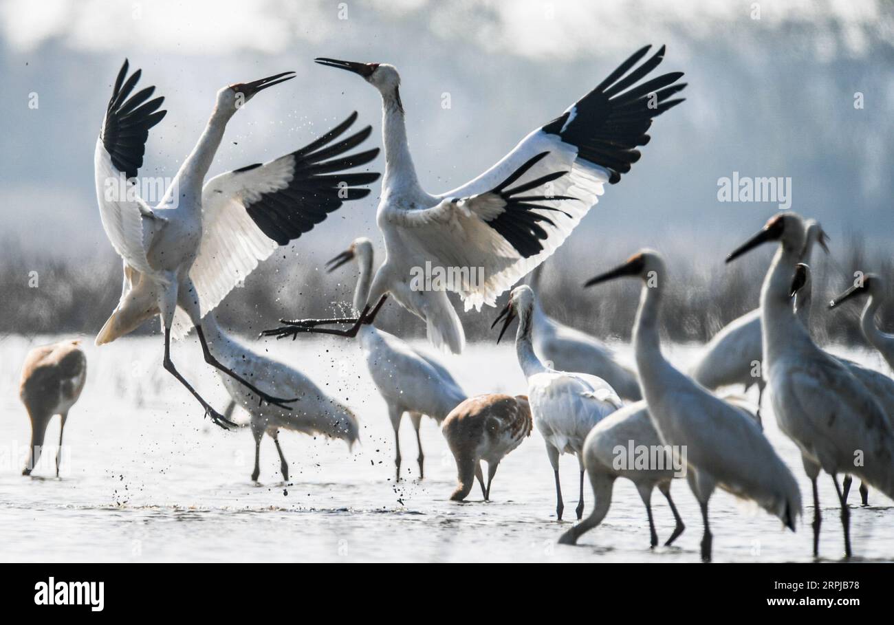 191204 -- BEIJING, 4 décembre 2019 -- des grues blanches reposent dans une zone humide de Wuxing Farm à Nanchang, dans la province de Jiangxi, dans l est de la Chine, le 3 décembre 2019. PHOTOS XINHUA DU JOUR ZhouxMi PUBLICATIONxNOTxINxCHN Banque D'Images