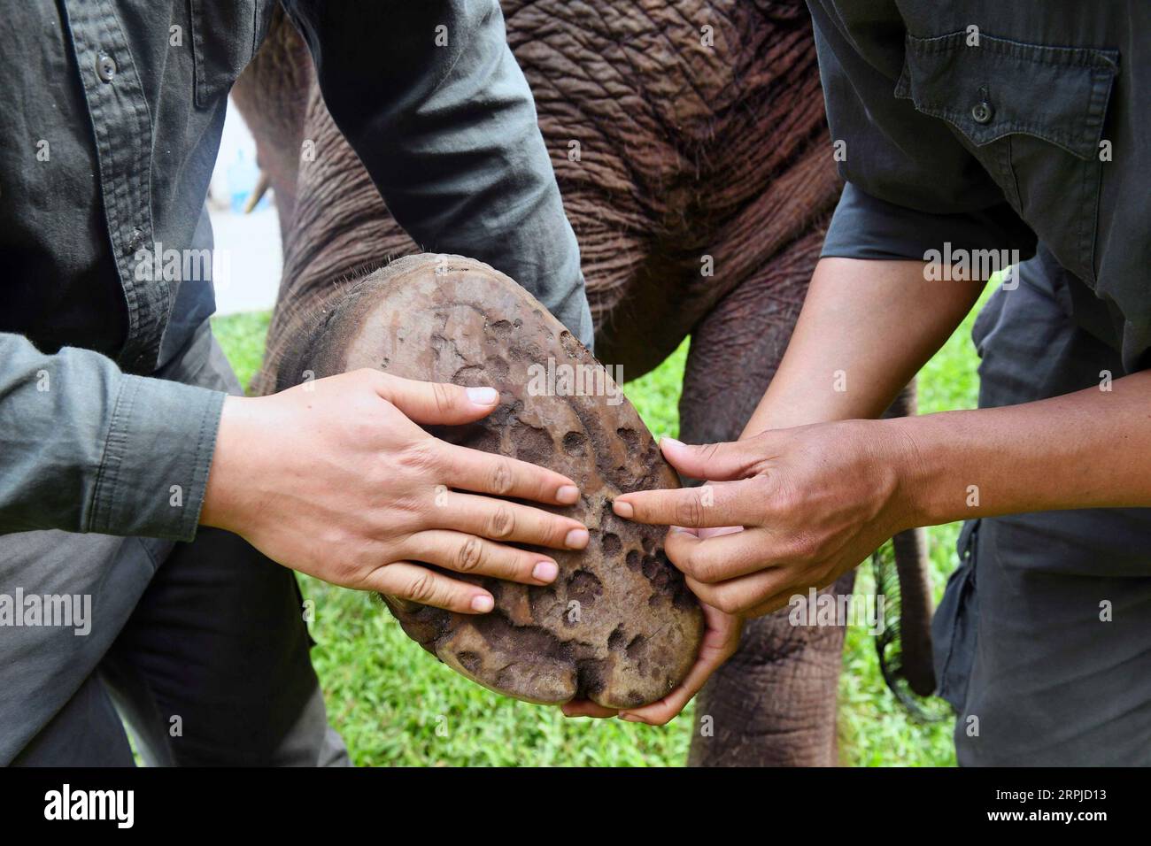 191205 -- XISHUANGBANNA, le 5 décembre 2019 -- des soignants examinent le pied d'un éléphant asiatique au Centre asiatique d'élevage et de sauvetage d'éléphants dans la réserve naturelle nationale de Xishuangbanna, dans la province du Yunnan du sud-ouest de la Chine, le 12 novembre 2019. La réserve naturelle nationale de Xishuangbanna, dans le sud-ouest de la Chine, est connue pour la biodiversité vibrante de ses 240 000 hectares de jungles tropicales. Bien que les jungles fournissent de riches sources de nourriture et d'eau, elles constituent également des menaces pour la vie de leurs habitants. Les éléphants d'Asie locaux, par exemple, pourraient ne pas survivre dans la nature sauvage en cas de blessures graves ou de illnes Banque D'Images