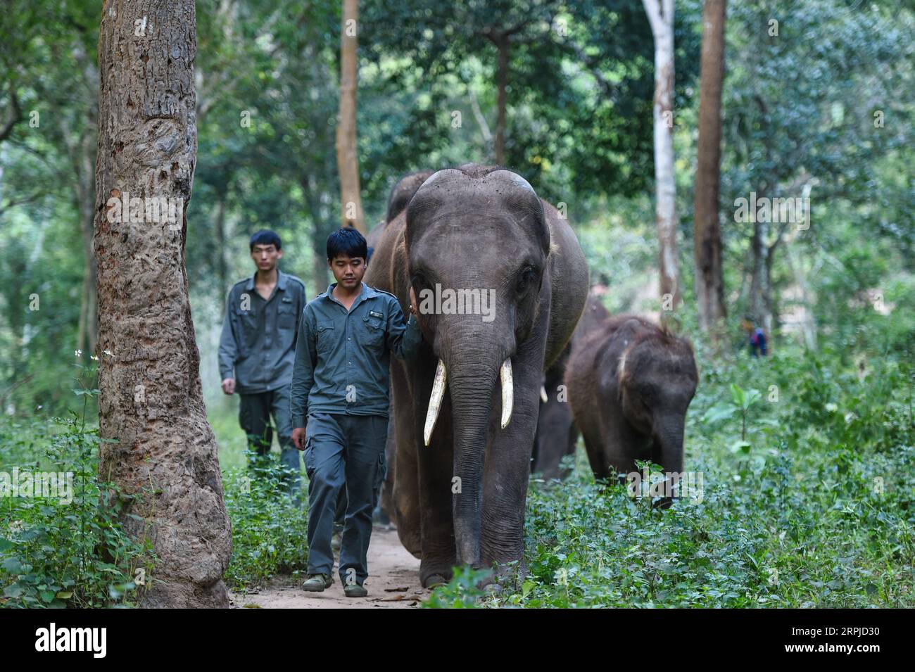 191205 -- XISHUANGBANNA, 5 décembre 2019 -- des éléphants asiatiques suivent leurs soignants dans une jungle près du Centre asiatique de reproduction et de sauvetage des éléphants dans la réserve naturelle nationale de Xishuangbanna, dans le sud-ouest de la province du Yunnan, le 12 novembre 2019. La réserve naturelle nationale de Xishuangbanna, dans le sud-ouest de la Chine, est connue pour la biodiversité vibrante de ses 240 000 hectares de jungles tropicales. Bien que les jungles fournissent de riches sources de nourriture et d'eau, elles constituent également des menaces pour la vie de leurs habitants. Les éléphants asiatiques locaux, par exemple, pourraient ne pas survivre dans la nature en cas de blessures graves Banque D'Images