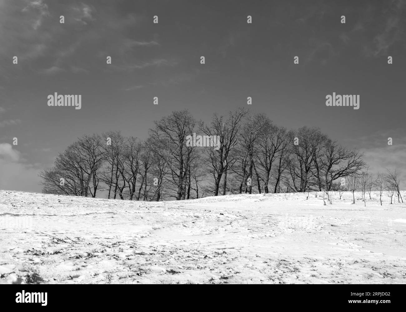 Un cliché en noir et blanc d'arbres et de collines enneigés dans un paysage hivernal Banque D'Images