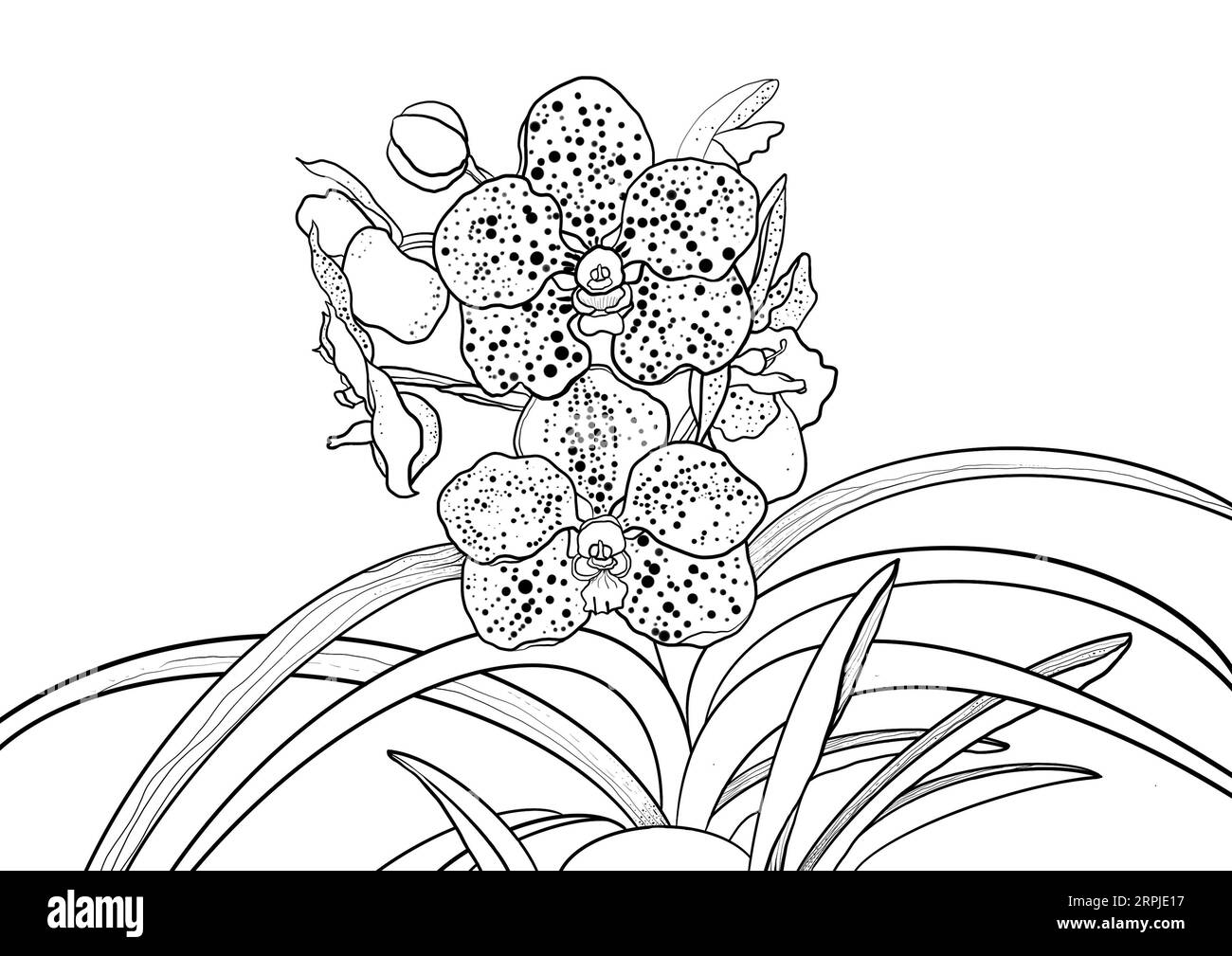 Branche de fleurs d'orchidée avec des feuilles illustration dessin à la main contour isolé sur fond blanc Banque D'Images