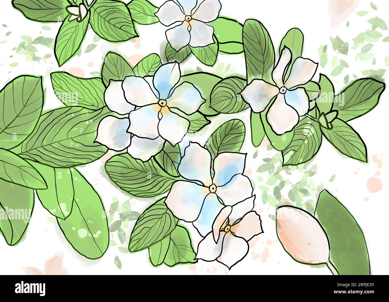Fleurs d'orchidée avec des feuilles illustration couleur dessinée à la main isolé sur fond blanc Banque D'Images