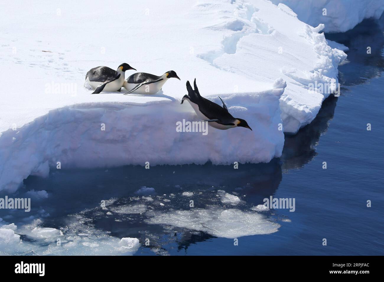 191208 -- A BORD DE XUELONG 2, le 8 décembre 2019 -- les manchots Empereurs plongent dans l'océan dans la baie de Prydz en Antarctique, le 6 décembre 2019. Les membres de l équipe de la 36e expédition antarctique chinoise ont effectué des observations et des recherches multidisciplinaires dans la baie de Prydz de l Antarctique de décembre 3 à décembre 7. EyesonSciCHINA-XUELONG 2-EXPÉDITION ANTARCTIQUE-PINGOUINS LiuxShiping PUBLICATIONxNOTxINxCHN Banque D'Images