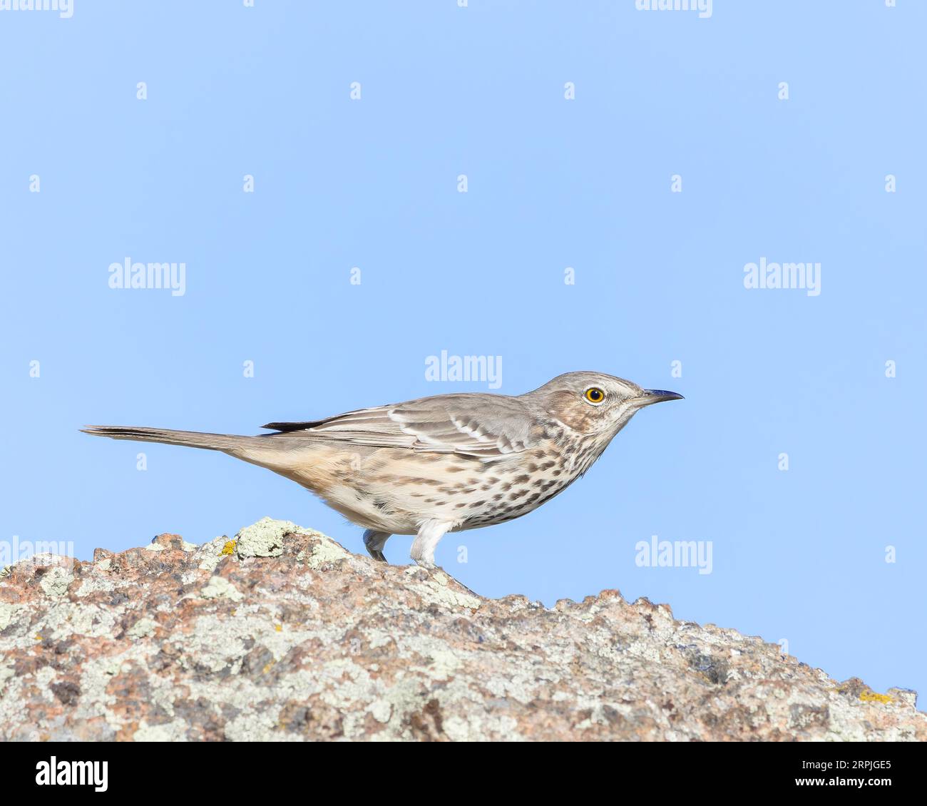 Un Sage Thrasher dans le Wyoming, USA. Banque D'Images