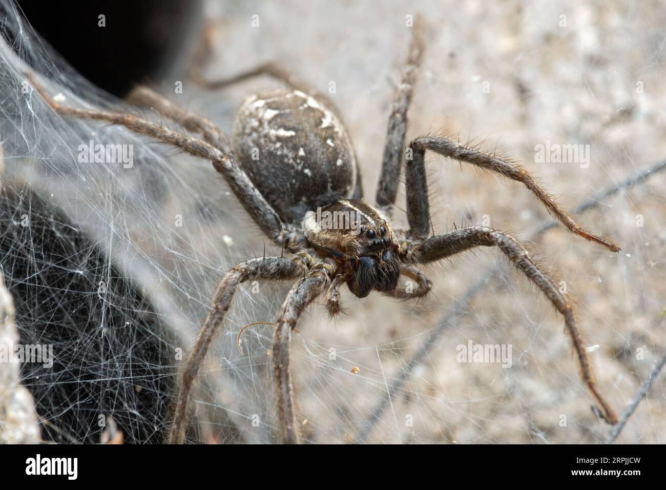 Entonnoir toile Wolf Spider (Sosippus californicus) à l'entrée d'un terrier Banque D'Images