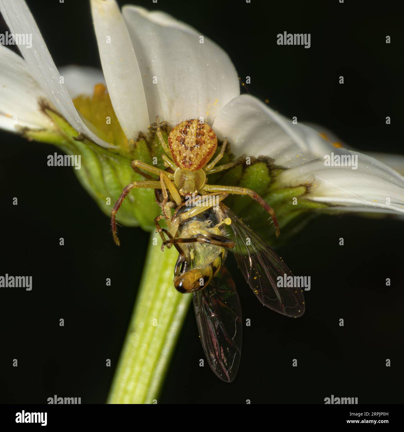 Sur une araignée de merde commune de Marguerite capture une mouche. Banque D'Images