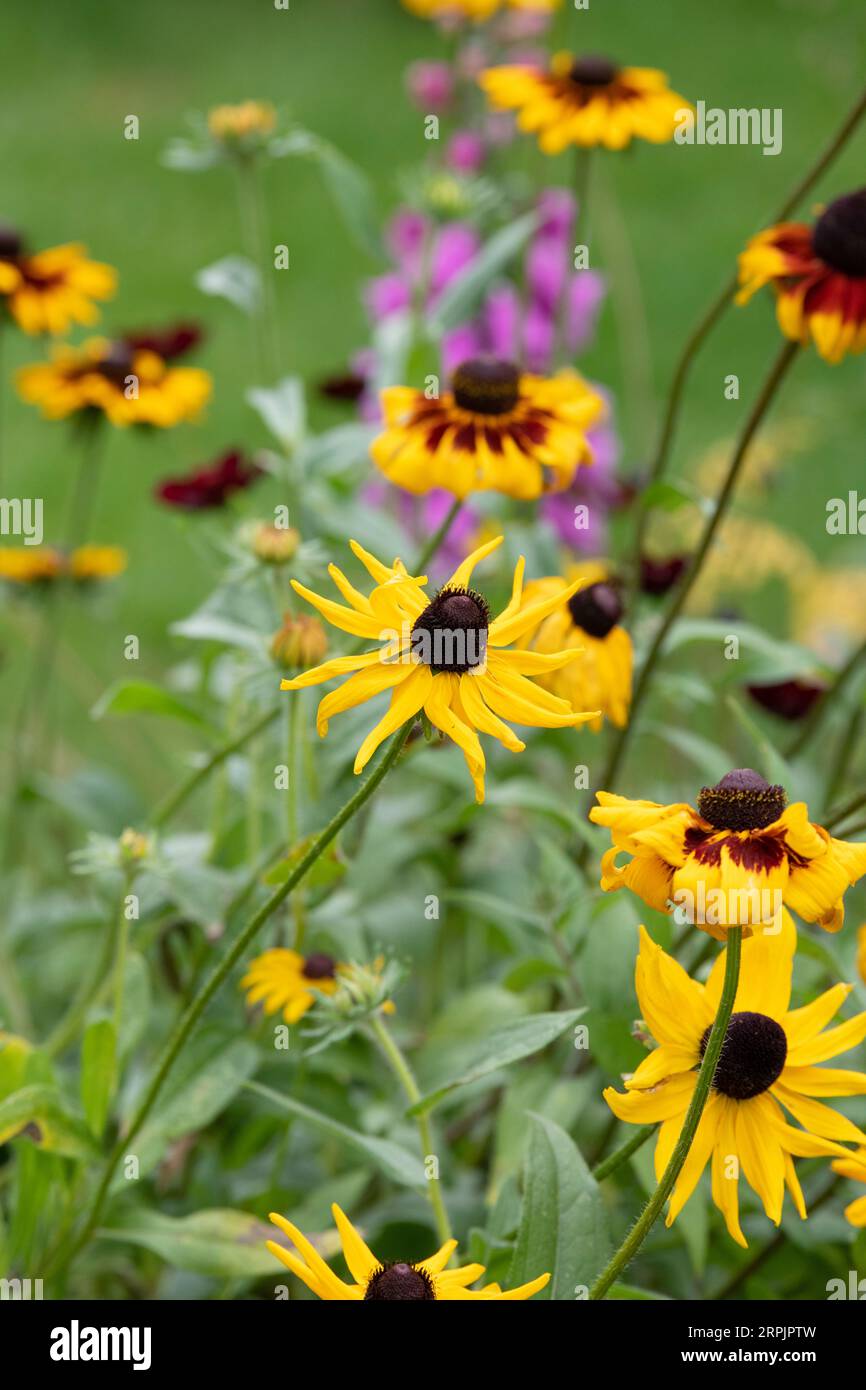 Rudbeckia. Coneflowers dans une bordure de jardin anglais. ROYAUME-UNI Banque D'Images