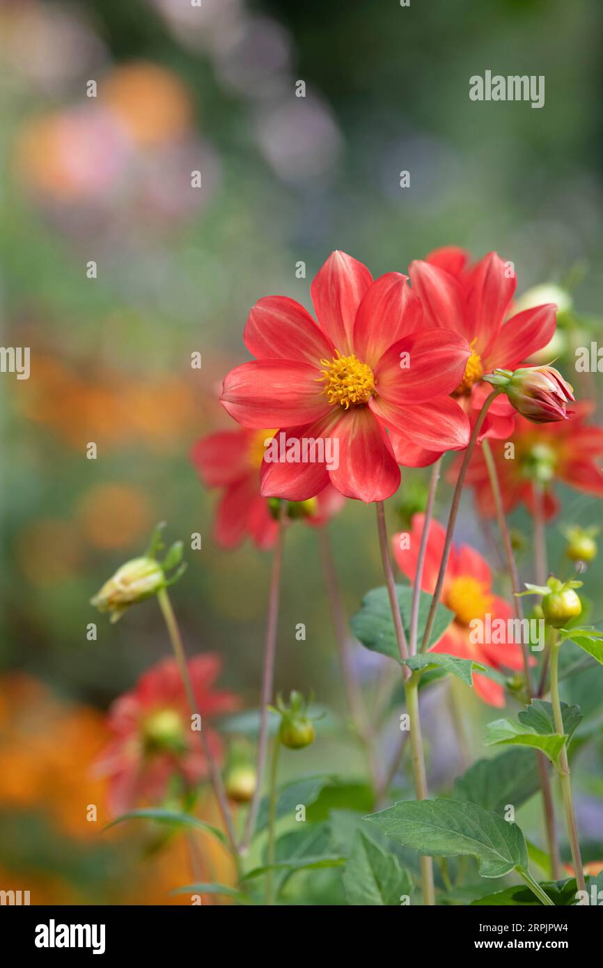 Dahlia à fleurs uniques couleur pêche dans un jardin anglais. ROYAUME-UNI Banque D'Images