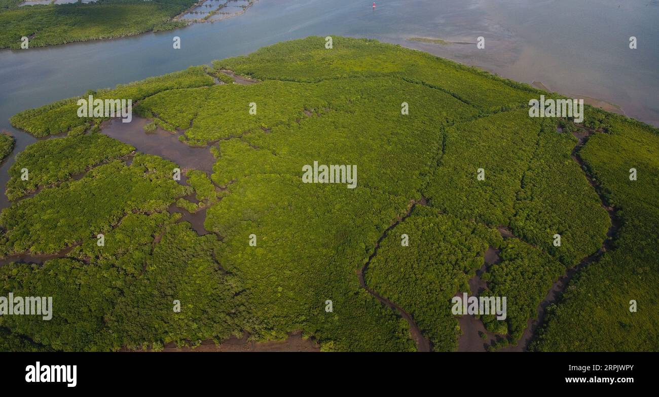 191221 -- HAIKOU, 21 décembre 2019 -- une photo aérienne prise le 17 décembre 2019 montre une vue de la réserve naturelle provinciale de Qinglangang dans la province de Hainan du sud de la Chine. Hainan, riche en ressources de mangrove, compte aujourd'hui environ 5 727 hectares de forêts de mangrove, dont la plupart sont réparties dans une variété de zones protégées - réserves naturelles et parcs de zones humides. Chen Zhengping, Feng Erhui, Luo Lixiang et Lyu Shiyang sont tous des mangroves de base qui protègent et gèrent le personnel dans différentes réserves de mangroves de la province de Hainan, assumant des responsabilités telles que les patrouilles, la surveillance et la connaissance populariz Banque D'Images