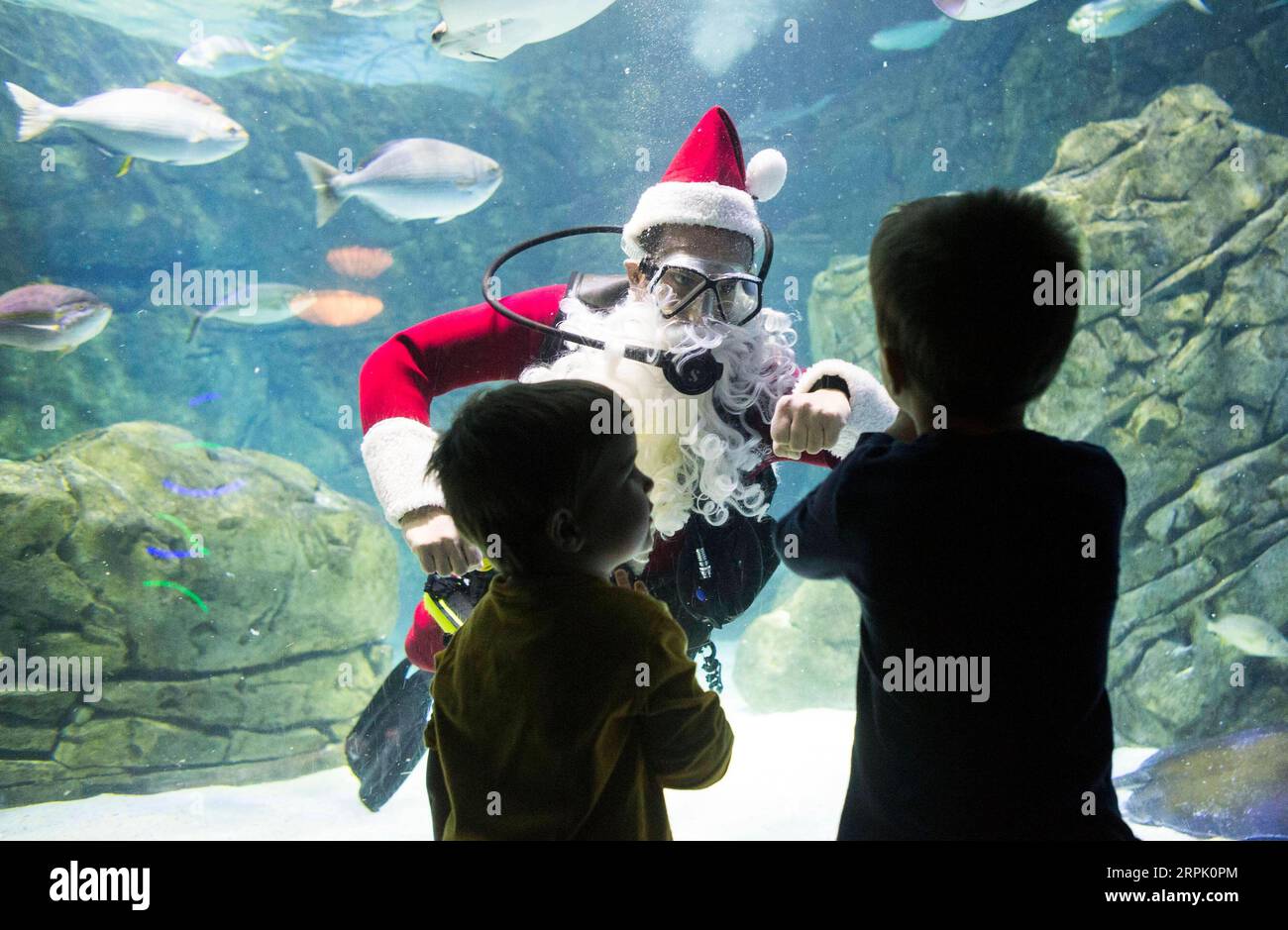 191223 -- TORONTO, le 23 décembre 2019 -- Un plongeur en costume de Père Noël donne une première bosse avec un garçon alors qu'il nage dans un réservoir pendant un spectacle des fêtes à l'Aquarium Ripley du Canada à Toronto, Canada, le 23 décembre 2019. Photo de /Xinhua CANADA-TORONTO-PÈRE NOËL-PLONGÉE ZouxZheng PUBLICATIONxNOTxINxCHN Banque D'Images