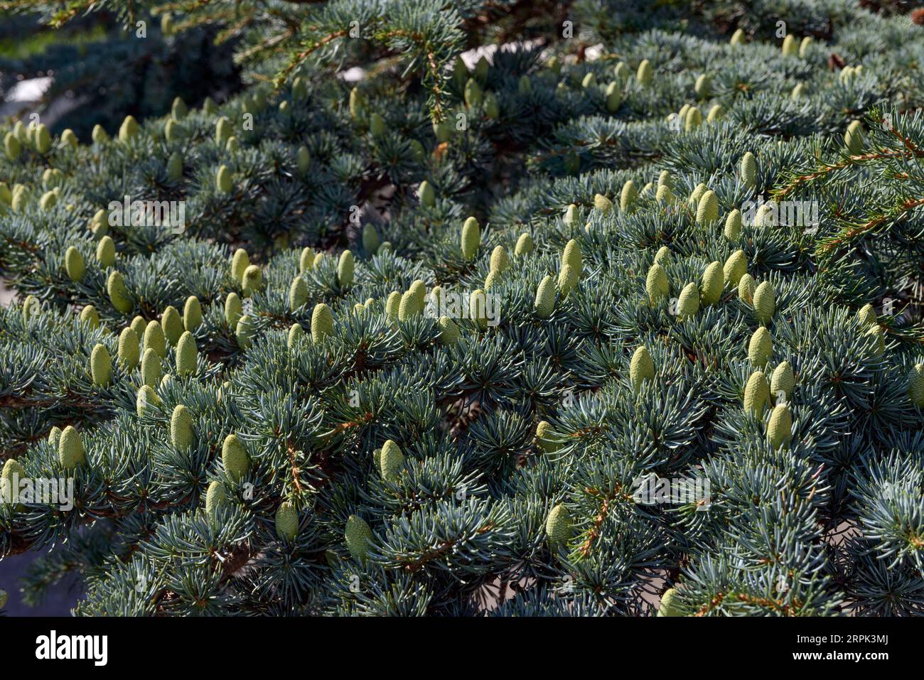 Gros plan de nombreuses aiguilles de Cedar of Lebanon avec de petits cônes jeunes dans la lumière du soleil latérale comme fond de nature. Banque D'Images