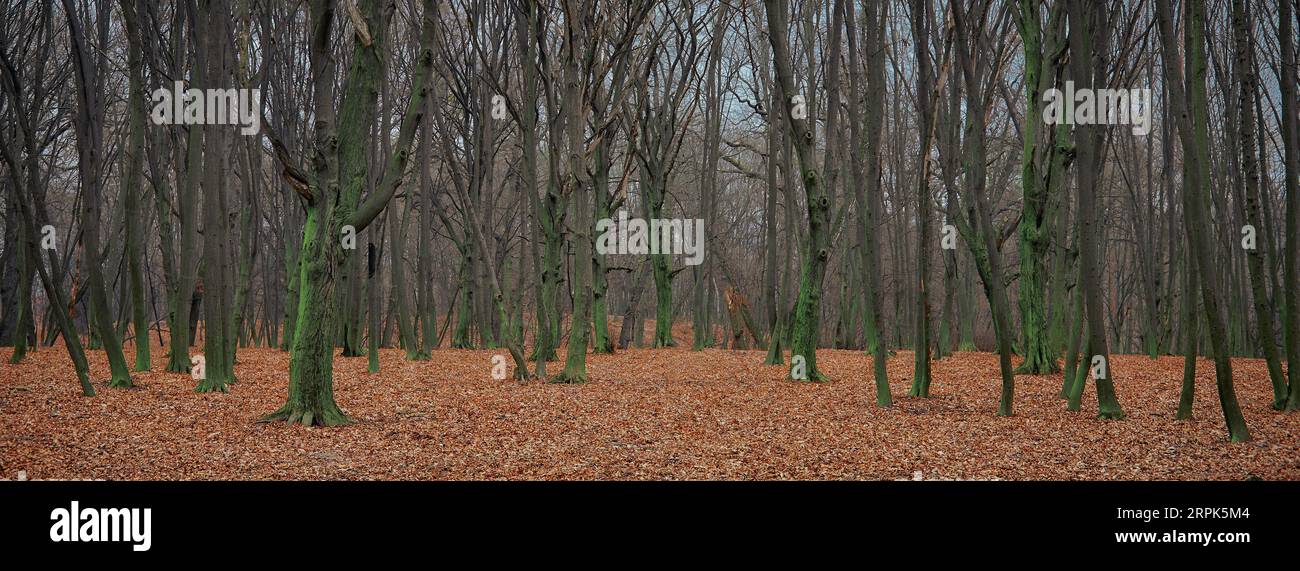 paysage forestier sombre panoramique d'automne Banque D'Images