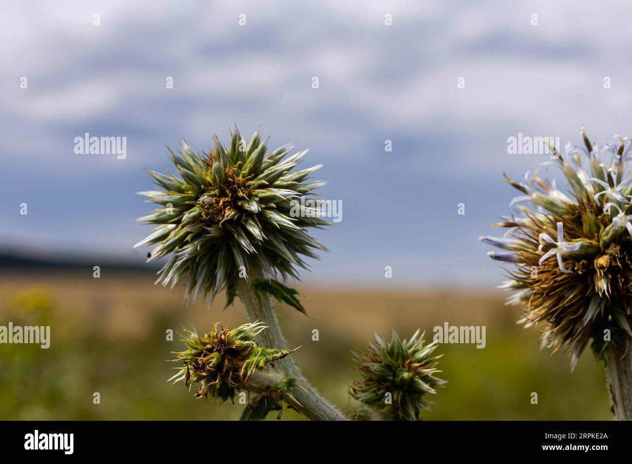 Gros plan mise au point sélective du chardon du globe, connu sous le nom d'Echinops sphaerocephalus et du chardon du globe glandulaire. Banque D'Images