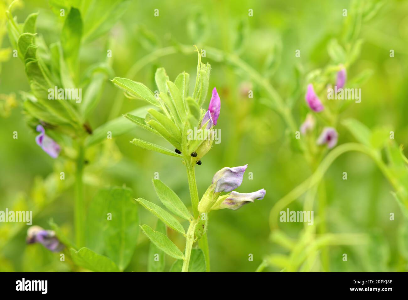 Gros plan de plantation de vetch commune avec mise au point sélective Banque D'Images