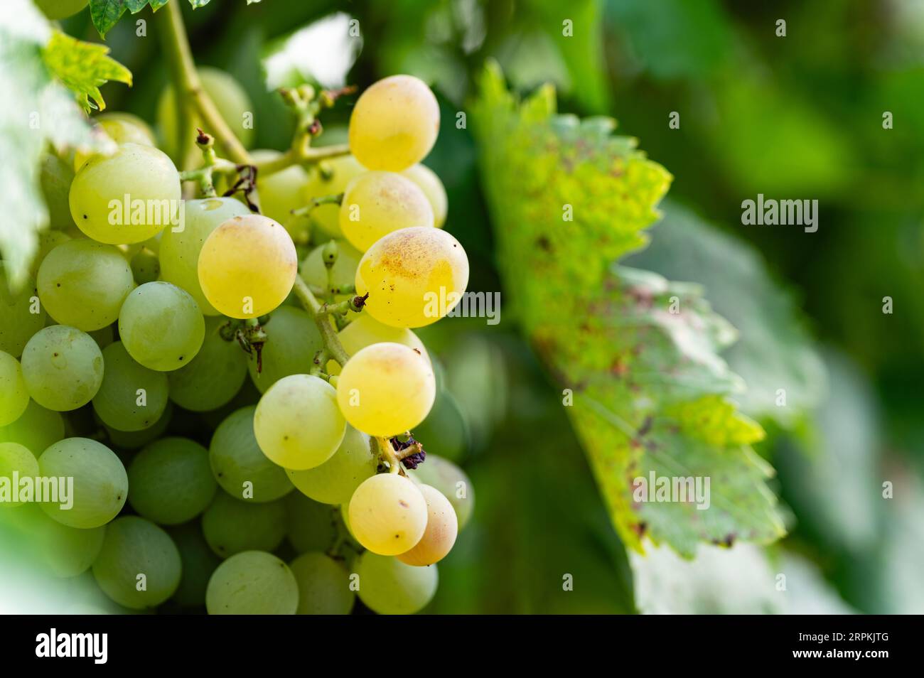 Gros plan d'une grande grappe de raisins blancs suspendus et prêts à la récolte. Vignoble pour la production de vin. Banque D'Images
