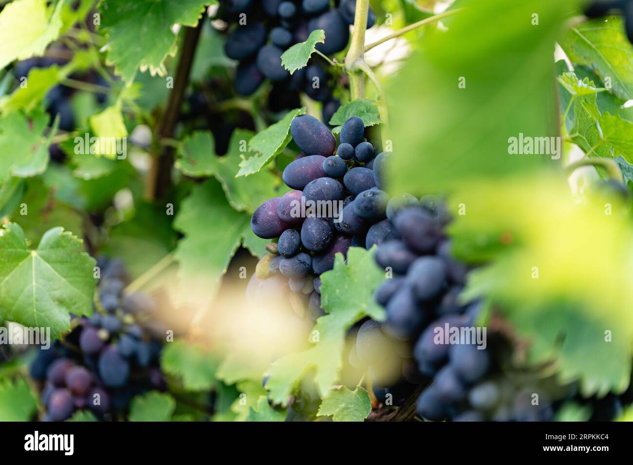 Gros plan d'une grande grappe de raisins rouges suspendus et prêts à la récolte. Vignoble pour la production de vin. Banque D'Images