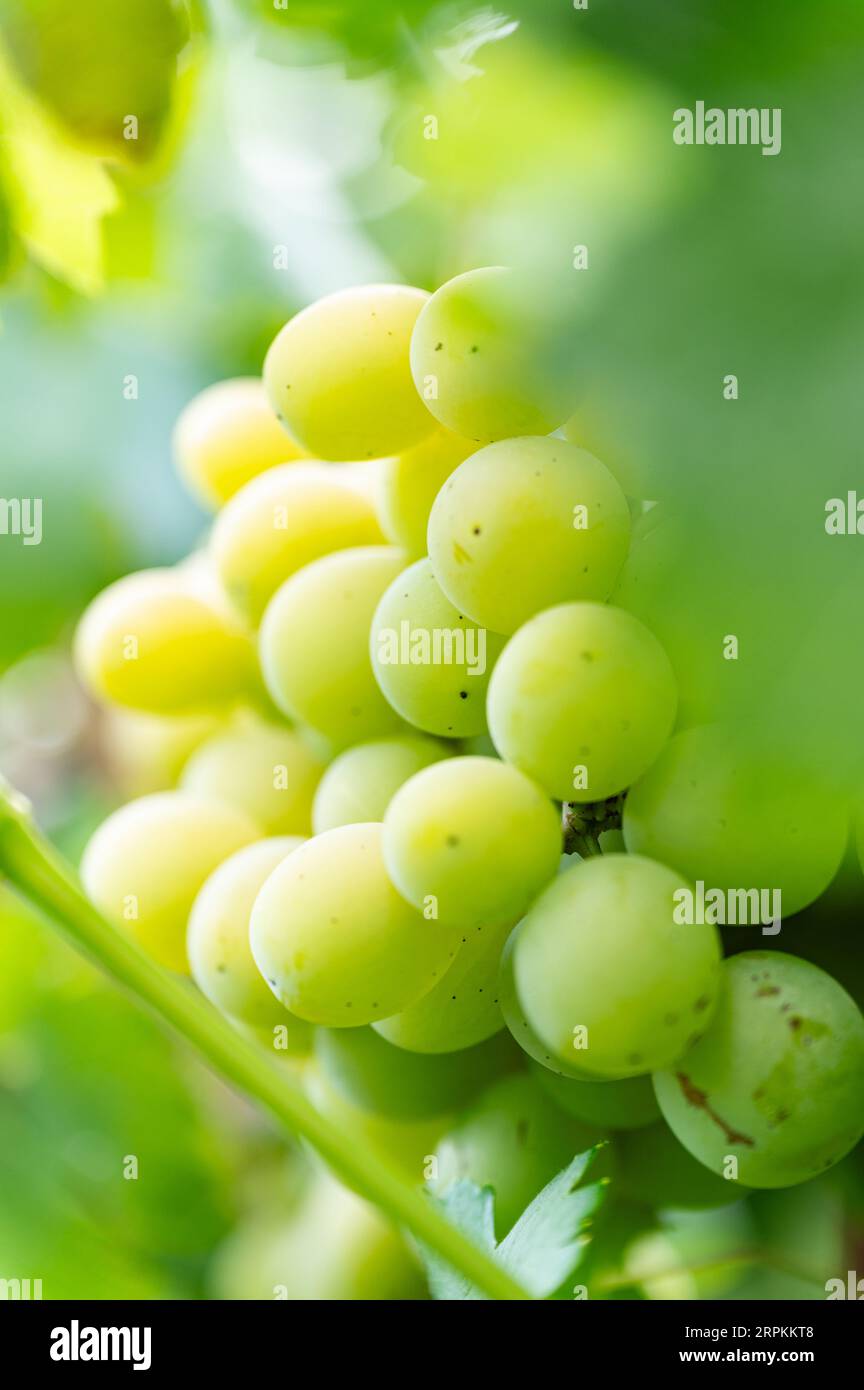 Gros plan d'une grande grappe de raisins blancs suspendus et prêts à la récolte. Vignoble pour la production de vin. Banque D'Images