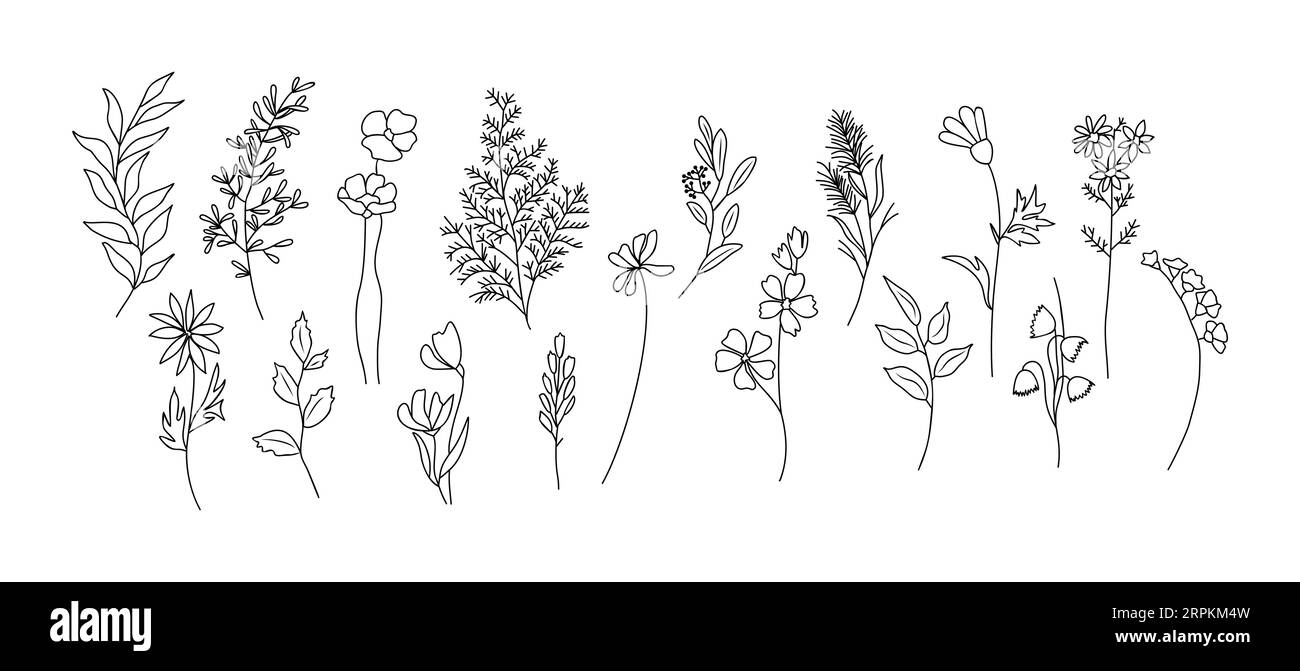 Ensemble de minuscule vecteur d'art de ligne de fleur sauvage et de plante. Illustration de Vecteur