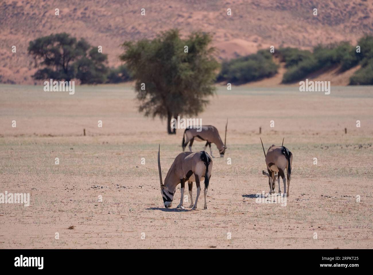 Gemsbok ou oryx sud-africain (Oryx gazella) Banque D'Images