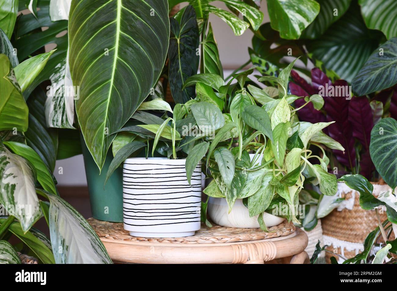 Jungle urbaine. Différentes plantes d'intérieur tropicales comme Philodendron ou Pothos dans des pots de fleurs en panier sur les tables Banque D'Images
