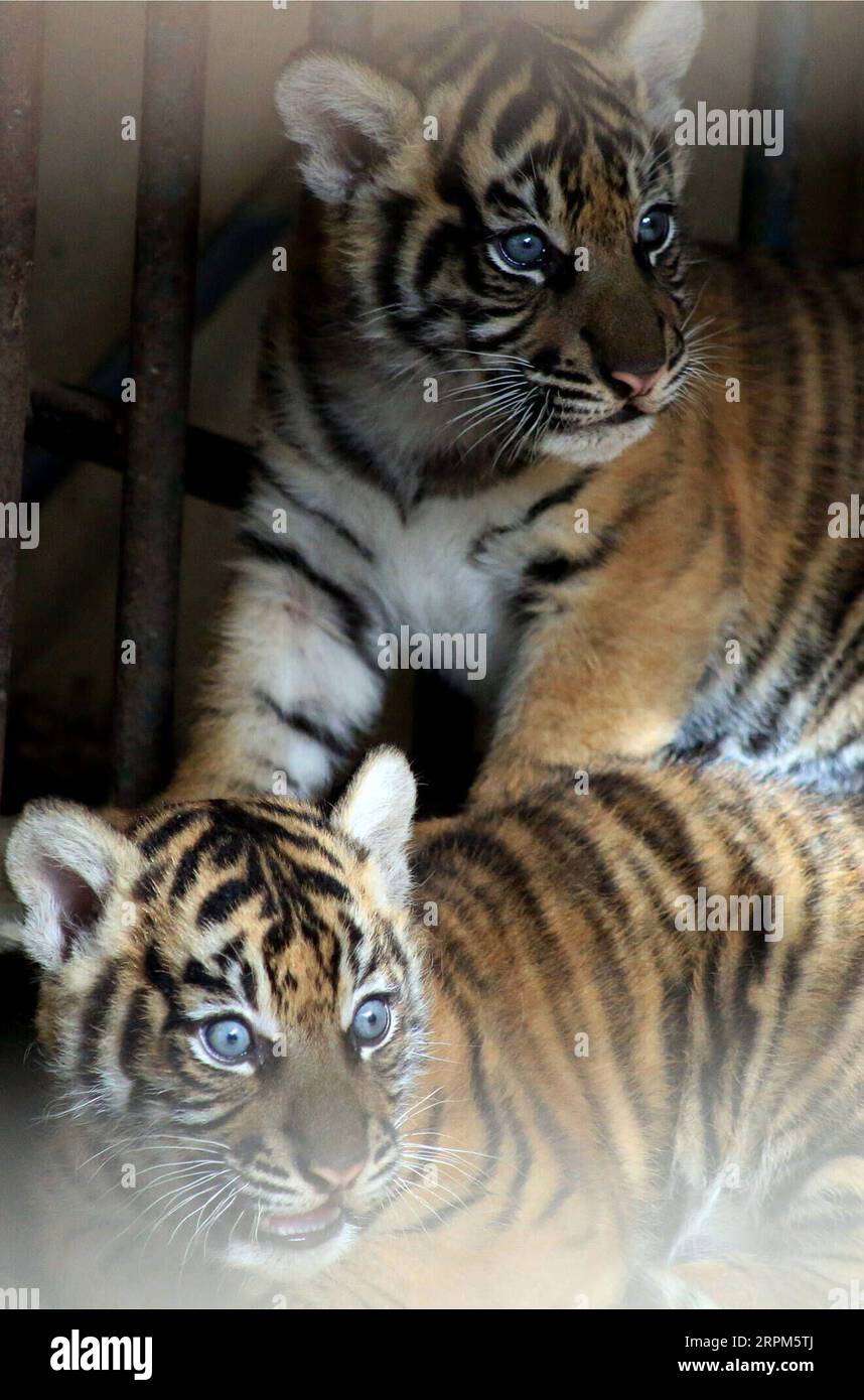 200130 -- SUMATRA OUEST, le 30 janvier 2020 -- deux petits tigres de Sumatra, nés le 12 décembre 2019, sont vus dans la cage du parc culturel animalier Kinantan dans le district de Bukittinggi, Sumatra Ouest, Indonésie, le 30 janvier 2020. Photo de /Xinhua INDONESIA-WEST SUMATRA-SUMATRAN TIGER-CUBS AndrixMardiansyah PUBLICATIONxNOTxINxCHN Banque D'Images