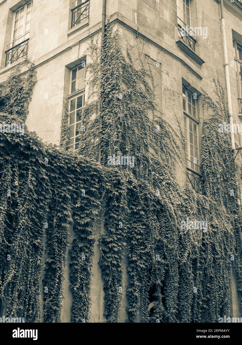 Bâtiment couvert noir et blanc Ivey, rue atmosphérique, Paris, France, Europe, ue. Banque D'Images