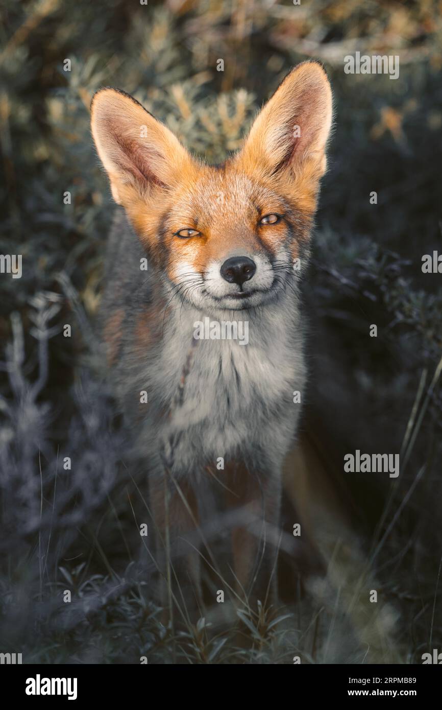 Gros plan d'un jeune renard nourri dans les dunes de Zandvoort, pays-Bas. Banque D'Images