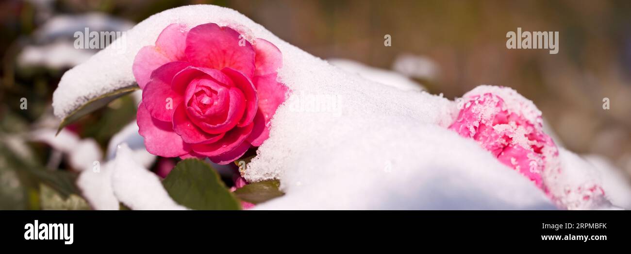 Gros plan d'une fleur de camélia sous la neige en hiver Banque D'Images
