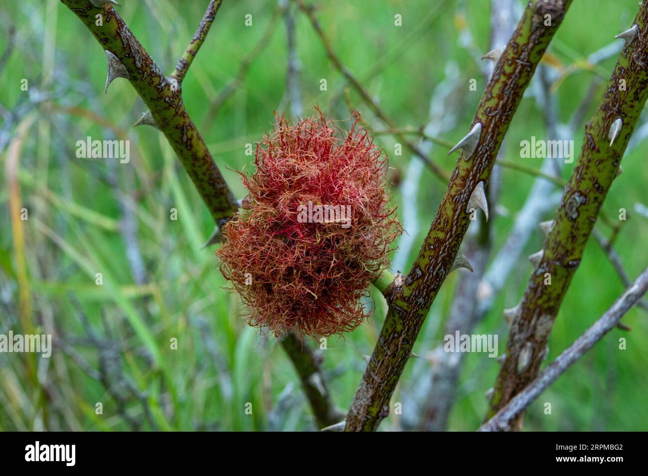 Robin's Pincushion Gall Banque D'Images