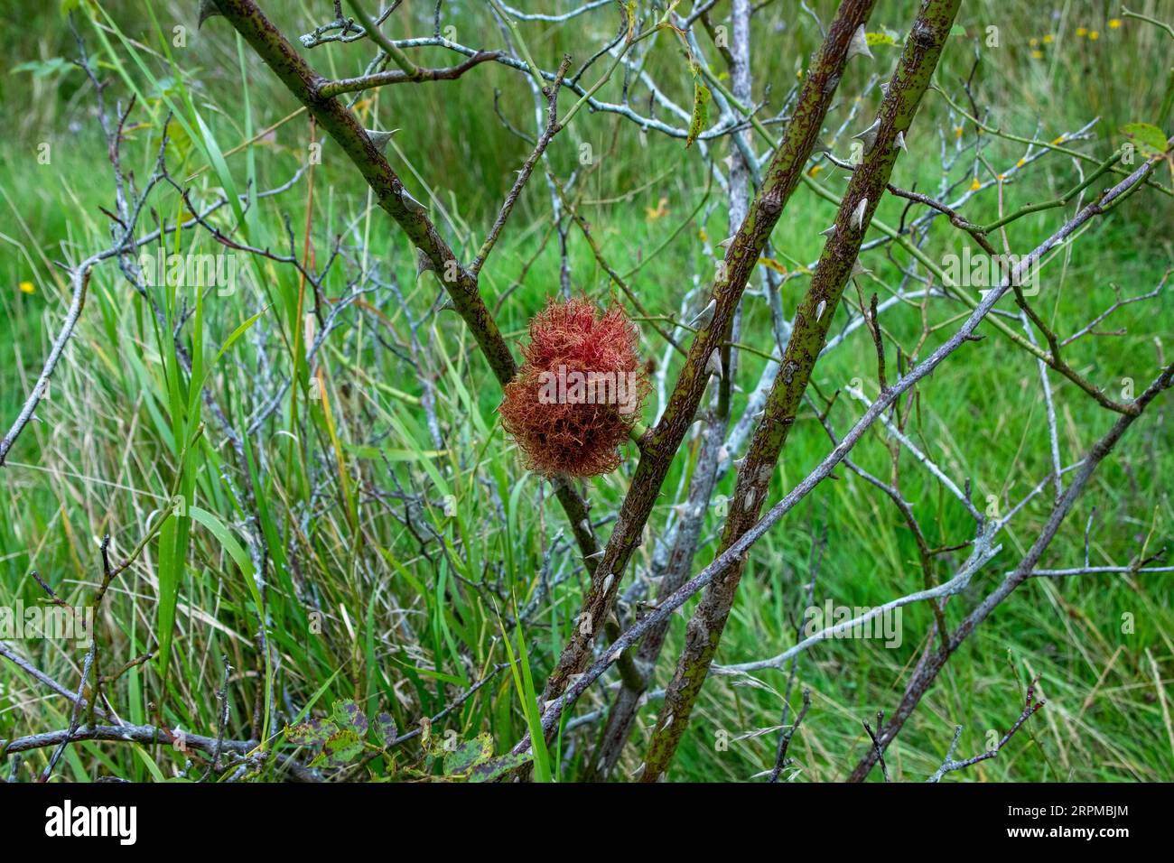 Robin's Pincushion Gall Banque D'Images
