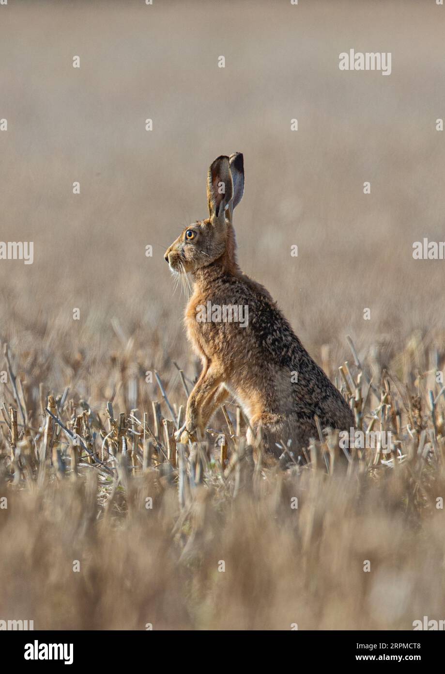Un lièvre brun (Lepus europaeus) assis droit au soleil. A l'affût du danger . Assis sur le champ de chaume des agriculteurs. Sufffolk. ROYAUME-UNI Banque D'Images