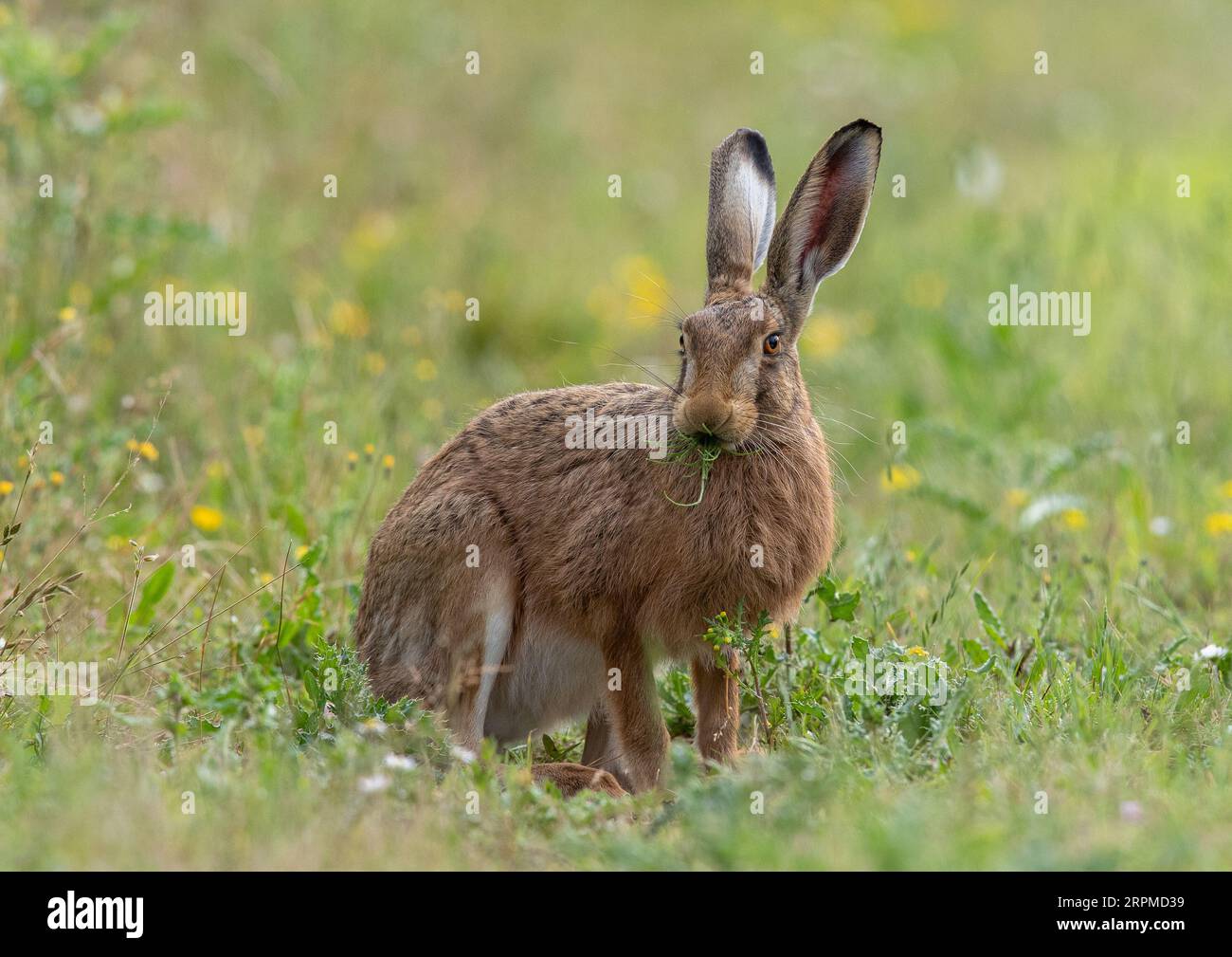 Un gros lièvre brun sain assis grignotant sur la marge du champ, , montrant les détails de son oeil orange, de ses grandes oreilles et de sa fourrure brune tachetée - Suffolk, Royaume-Uni Banque D'Images